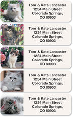 Cute Kittens Rolled Personalized Return Address Mailing Labels with Dispenser, Set of 500, 5 Designs, Small ¾ x 2½ Inch Size, Custom Self-Adhesive Sticker Roll, by Colorful Images