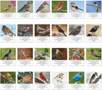 Colorful Images Birds of North America Return Address Mailing Labels, Personalize with Name & Addresses, Set of 144 Self Adhesive, Easy Peel Flat Label Sheets, 1 ½ x 1 ¾”, 24 Designs