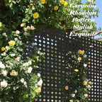 NicBex Room Divider 1 Panel Room Dividers with Rhombus Pattern Design Partition Room Dividers and Metal Privacy Screens Wall Divider for Outdoor, Room Separation,48.31" W x 15.75" D x 70.75" H, Black